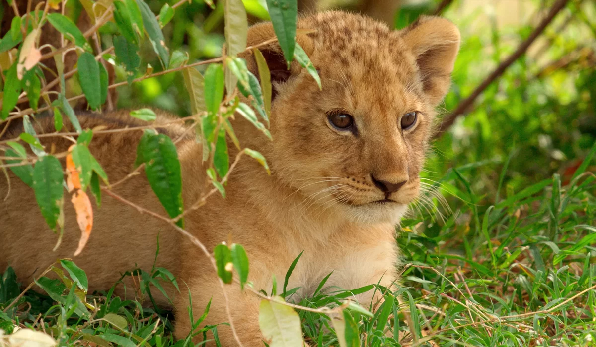 دانلود سریال Lion 2026 شیر